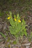 Greater Yellow Lady's Slipper, Cypripedium parviflorum var. pubescens