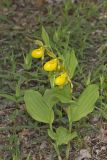 Greater Yellow Lady's Slipper, Cypripedium parviflorum var. pubescens