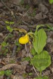 Greater Yellow Lady's Slipper, Cypripedium parviflorum var. pubescens