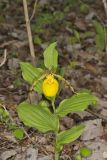Greater Yellow Lady's Slipper, Cypripedium parviflorum var. pubescens