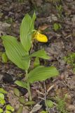 Greater Yellow Lady's Slipper, Cypripedium parviflorum var. pubescens
