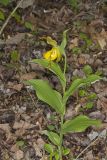 Greater Yellow Lady's Slipper, Cypripedium parviflorum var. pubescens