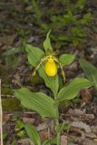Greater Yellow Lady's Slipper, Cypripedium parviflorum var. pubescens