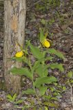 Greater Yellow Lady's Slipper, Cypripedium parviflorum var. pubescens