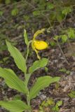 Greater Yellow Lady's Slipper, Cypripedium parviflorum var. pubescens