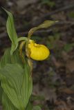 Greater Yellow Lady's Slipper, Cypripedium parviflorum var. pubescens