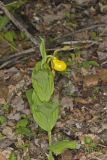 Greater Yellow Lady's Slipper, Cypripedium parviflorum var. pubescens