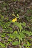 Greater Yellow Lady's Slipper, Cypripedium parviflorum var. pubescens