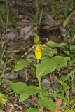 Greater Yellow Lady's Slipper, Cypripedium parviflorum var. pubescens