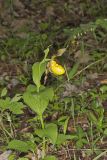 Greater Yellow Lady's Slipper, Cypripedium parviflorum var. pubescens