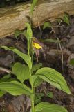 Greater Yellow Lady's Slipper, Cypripedium parviflorum var. pubescens