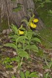 Greater Yellow Lady's Slipper, Cypripedium parviflorum var. pubescens