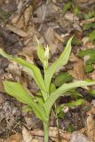 Greater Yellow Lady's Slipper, Cypripedium parviflorum var. pubescens
