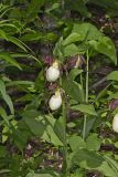 Kentucky Lady's Slipper, Cypripedium kentuckiense