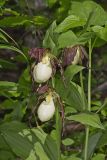 Kentucky Lady's Slipper, Cypripedium kentuckiense