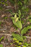 Kentucky Lady's Slipper, Cypripedium kentuckiense