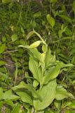Kentucky Lady's Slipper, Cypripedium kentuckiense