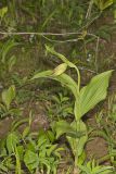 Kentucky Lady's Slipper, Cypripedium kentuckiense