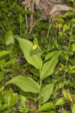 Kentucky Lady's Slipper, Cypripedium kentuckiense