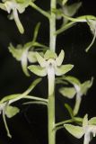 Lesser Roundleaved Orchid, Platanthera orbiculata
