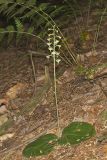 Lesser Roundleaved Orchid, Platanthera orbiculata