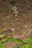 Lesser Roundleaved Orchid, Platanthera orbiculata