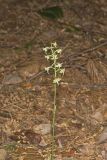 Lesser Roundleaved Orchid, Platanthera orbiculata