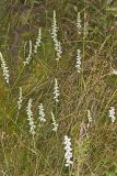 Nodding Ladys' Tresses, Spiranthes cernua