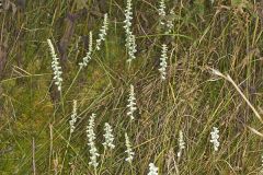 Nodding Ladys' Tresses, Spiranthes cernua