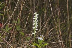 Nodding Ladys' Tresses, Spiranthes cernua