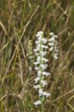 Nodding Ladys' Tresses, Spiranthes cernua