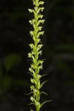Palegreen orchid, Platanthera flava var. herbiola