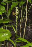 Palegreen orchid, Platanthera flava var. herbiola