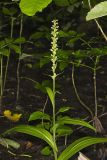 Palegreen orchid, Platanthera flava var. herbiola