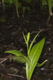 Palegreen orchid, Platanthera flava var. herbiola