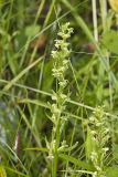 Palegreen orchid, Platanthera flava var. herbiola