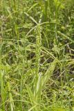 Palegreen orchid, Platanthera flava var. herbiola