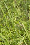 Palegreen orchid, Platanthera flava var. herbiola