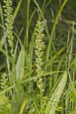 Palegreen orchid, Platanthera flava var. herbiola