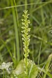 Palegreen orchid, Platanthera flava var. herbiola