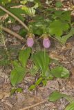 Pink Lady's Slipper, Cypripedium acaule