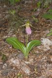 Pink Lady's Slipper, Cypripedium acaule