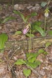 Pink Lady's Slipper, Cypripedium acaule