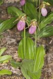 Pink Lady's Slipper, Cypripedium acaule