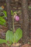 Pink Lady's Slipper, Cypripedium acaule