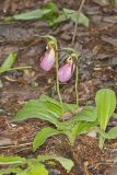 Pink Lady's Slipper, Cypripedium acaule