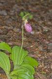 Pink Lady's Slipper, Cypripedium acaule