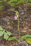 Pink Lady's Slipper, Cypripedium acaule