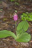 Pink Lady's Slipper, Cypripedium acaule