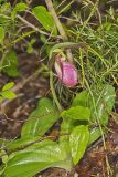 Pink Lady's Slipper, Cypripedium acaule